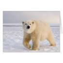 Search for steve kazlowski postcards Polar bear