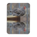 Search for chicken magnets Animal