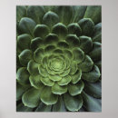 Search for lush posters Leaves