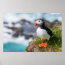Recherche de arctica posters Oiseau de mer