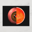 Recherche de yeux humains posters Physiologie