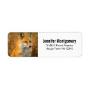 Search for red fox return address labels Wild animal