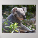 Search for australia posters baby kids Zoo