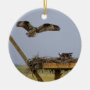 Search for osprey ornaments Birds