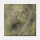 Recherche de de loup refrigérateur magnets Usa