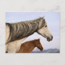 Recherche de mustang espagnol cartes postales Cheval