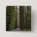 Search for redwoods buttons Tree