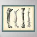Search for anatomie vintage posters Illustration