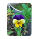Search for pansies magnets Yellow