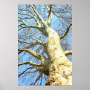 Search for large tree posters Blue