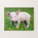Search for piglet puzzles Pet