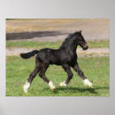 Search for vanner art Black