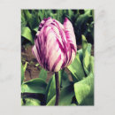 Recherche de tulipe blanche cartes postales Printemps