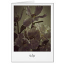 Recherche de tulpe Printemps