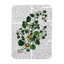 Recherche de vigne magnets Légume