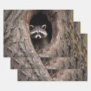 Search for racoon wrapping paper Forest