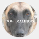Recherche de malinois autocollants Chien