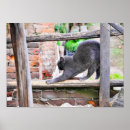 Search for cat stretching posters Animal