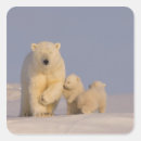 Search for sow stickers Fauna