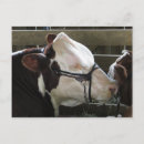 Recherche de cow cartes postales Bovin