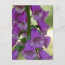 Search for foxglove flower postcards Foxgloves