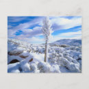 Recherche de yucca cartes postales Californie