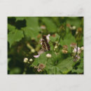 Recherche de butterfly cartes postales Fleur