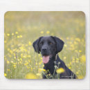 Search for loyalty mousepads Sitting