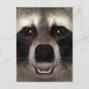 Search for animal face postcards Raccoon