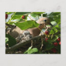 Search for bird tree postcards Dove