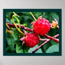 Recherche de framboise posters Nourriture