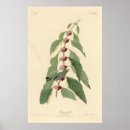 Search for audubon birds posters Blue