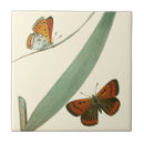 Search for butterfly tiles Butterflies