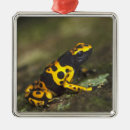 Search for dart ornaments Wildlife