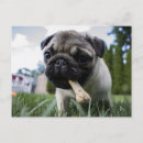 Search for dog photo postcards Modern