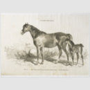 Search for equestrian tissue paper Ephemera
