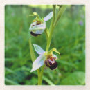 Recherche de orchidée dessous de verres Nature