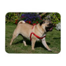 Recherche de alerte magnets Carlin