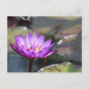 Recherche de étang de lis cartes postales Jardin
