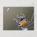 Recherche de d araignée cartes postales Nature
