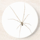 Recherche de araignée dessous de verres Simple