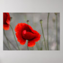 Recherche de pivoine rouge posters Pavot