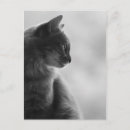 Recherche de cat lover Black and white