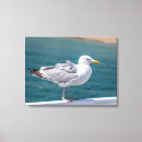Recherche de oiseaux de mer toiles Animaux
