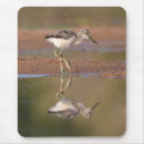 Recherche de poussette tapis souris Oiseau