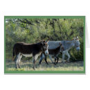 Recherche de burros Mule