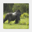 Recherche de mcdonald magnete Rwanda