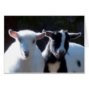 Search for nigerian dwarf goat Goats