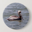 Search for pelicans buttons Nature