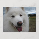 Recherche de samoyede cartes postales Samoyé